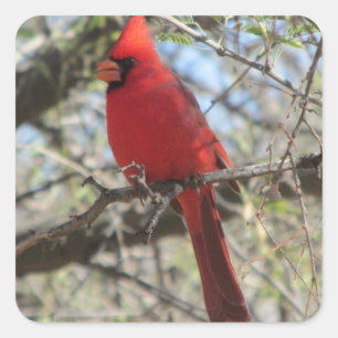 Kardinal Quadratischer Aufkleber