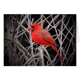 Kardinal Red - Bird