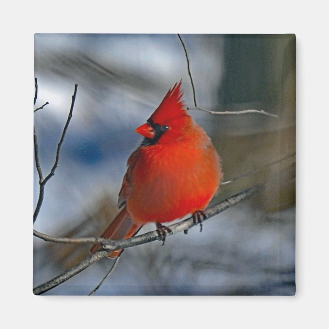 Kardinal Red Winter Foto Magnet (Vorne)