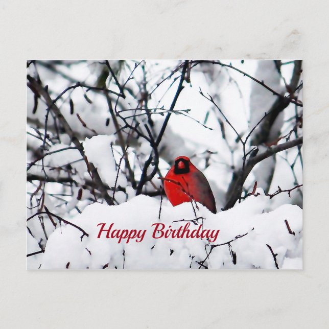 Kardinal Redbird Snow Foto Geburtstag Postkarte (Vorderseite)