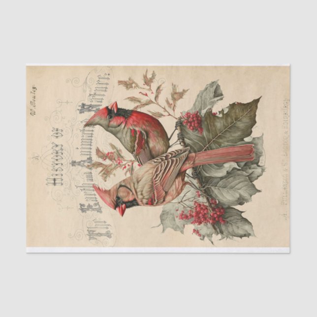 Kardinal Seidenpapier (Vorderseite)