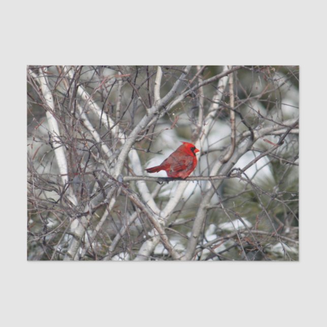 Kardinal Snow Birch Tree Foto Seidenpapier (Vorderseite)