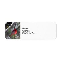 Kardinal Snow Pine Tree Foto