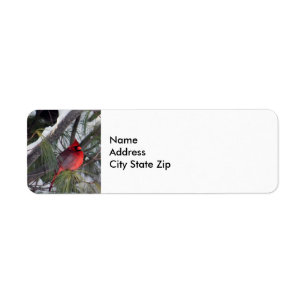 Kardinal Snow Pine Tree Foto