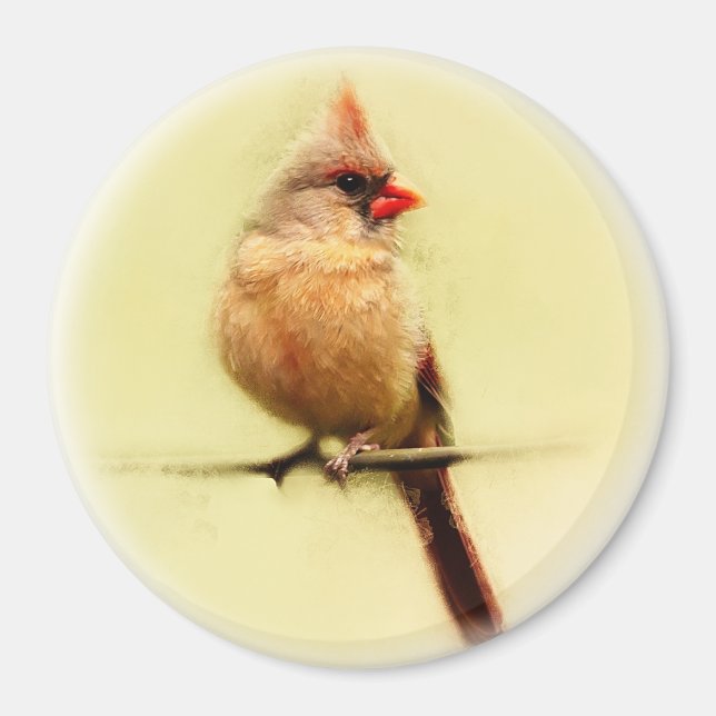 Kardinal Songbird Magnet (Vorne)