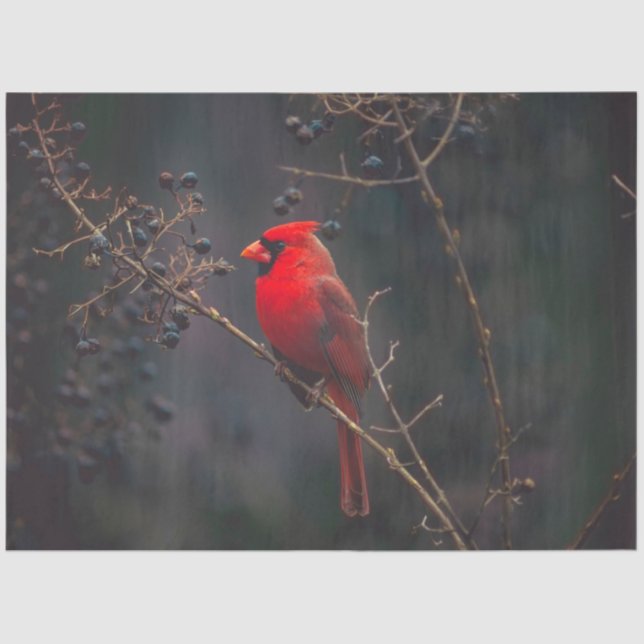 Kardinal-Spinnpapier Seidenpapier (Vorderseite)