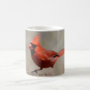 Kardinal Tasse