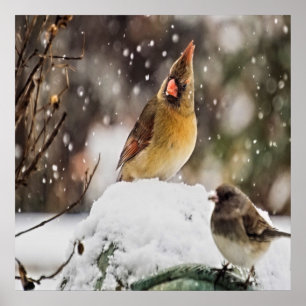 Kardinal und Funken im Schnee Poster