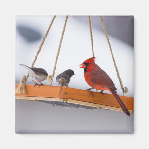 Kardinal und Juncos Magnet
