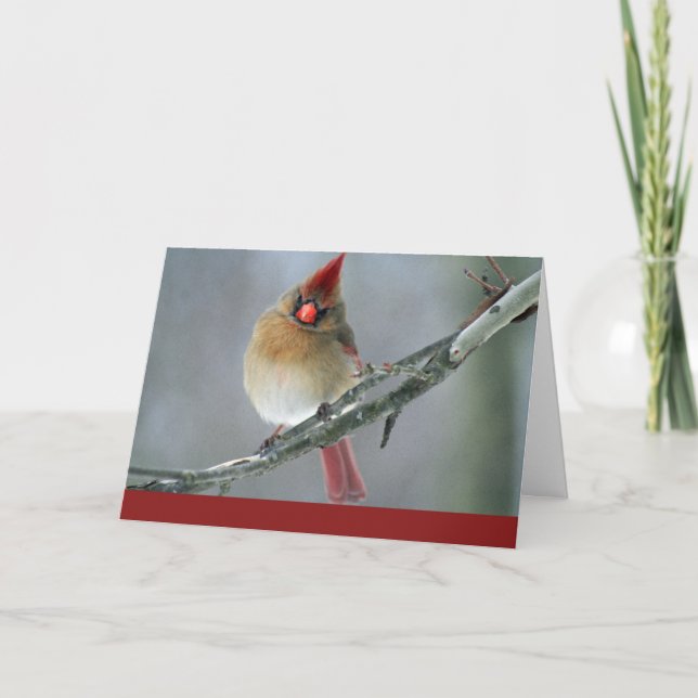 Kardinal Urlaubskarte Feiertagskarte (Vorderseite)