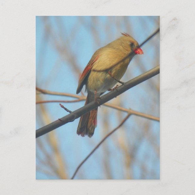 Kardinal/Vogel Postkarte (Vorderseite)