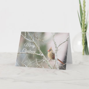 Kardinal von Frauen an Winterzweigen individuell e Feiertagskarte