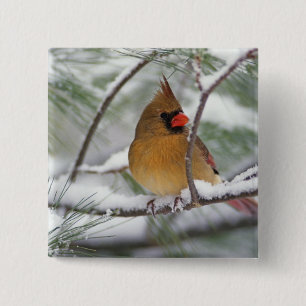 Kardinal von Frauen im Norden in Schneekiefern, Button