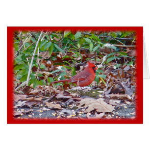 Kardinal Wild Songbird Serie