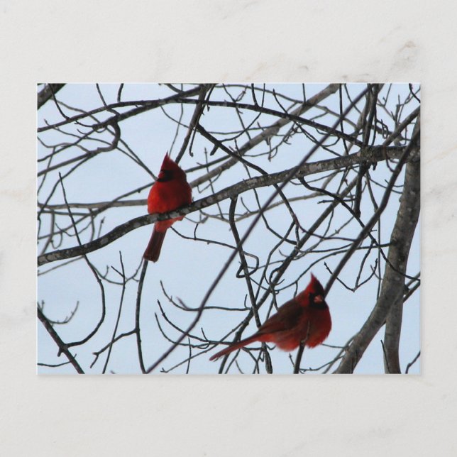 Kardinäle in einem Baum Postkarte (Vorderseite)