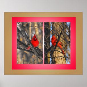 Kardinäle in einem "knackigen" Wintervormittag Poster