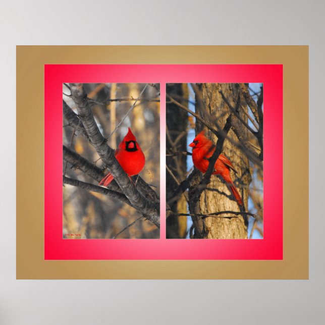 Kardinäle in einem "knackigen" Wintervormittag Poster (Vorne)