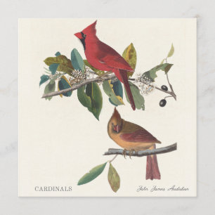 Kardinale von John James Audubon