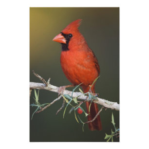 Kardinalkardinal, Cardinalis cardinalis, Männchen Fotodruck