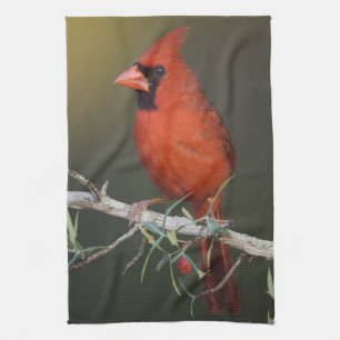 Kardinalkardinal, Cardinalis cardinalis, Männchen Handtuch