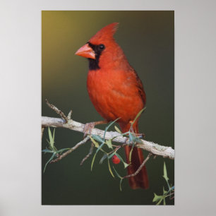 Kardinalkardinal, Cardinalis cardinalis, Männchen Poster
