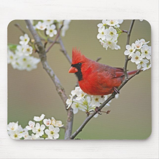 Kardinalkardinal Mousepad (Vorne)