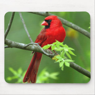 Kardinalkardinale Mousepad