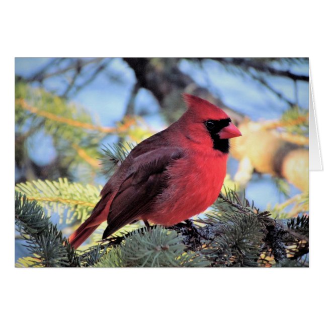 Kardinals-Karte für tägliche Anmerkungen (Vorderseite (Horizontal))