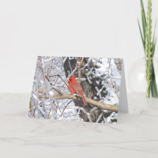 Kardinals'n-Eis Feiertagskarte