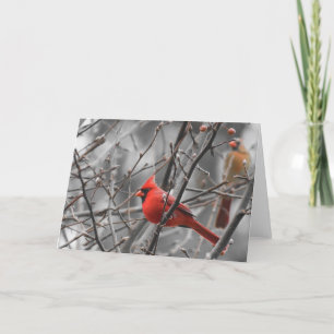 Kardinalsvogel, Karte