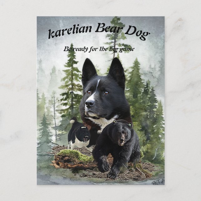 Karelian Bear Dog Postkarte (Vorderseite)
