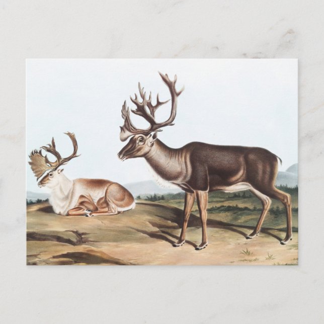 Karibik, American Rein Deer (Tarandus furcifer) Postkarte (Vorderseite)