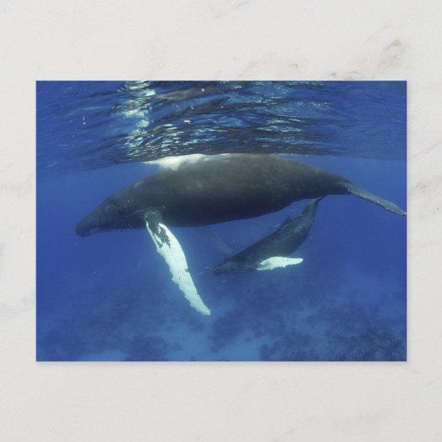 Karibik, Archipel der Großen Antillen, Postkarte (Vorderseite)