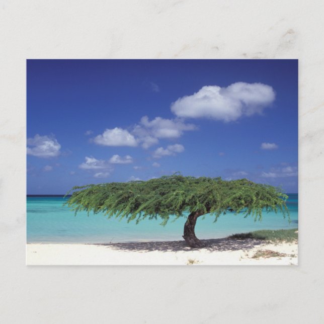 Karibik, Aruba. Adlerstrand Postkarte (Vorderseite)