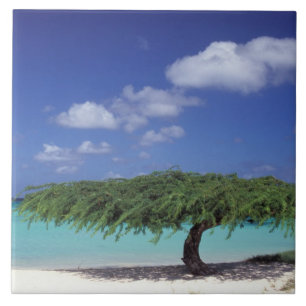 Karibik, Aruba. Eagle Beach Fliese