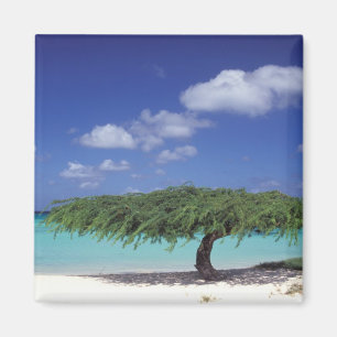 Karibik, Aruba. Eagle Beach Magnet