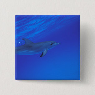 Karibik, Bahamas Tüpfeldelfin Button