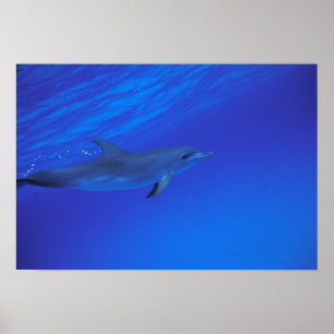 Karibik, Bahamas Tüpfeldelfin Poster
