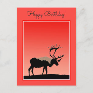 Karibik bei Sunset - Original Wildlife Art Postkarte