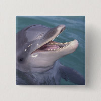 Karibik, Bottlenose