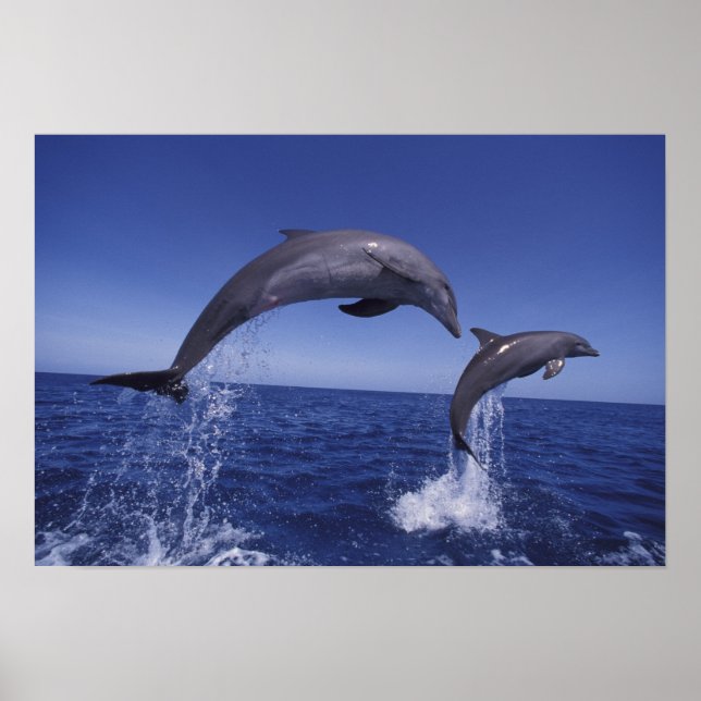 Karibik, Bottlenose Delphine Tursiops 7 Poster (Vorne)
