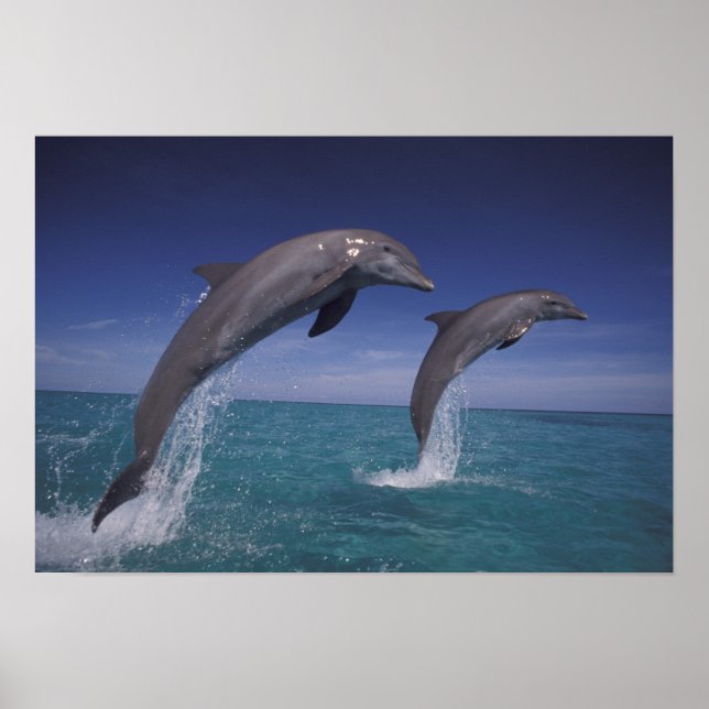 Karibik, Bottlenose Delphine Tursiops 8 Poster (Vorne)