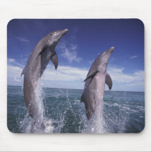 Karibik, Bottlenose Delphine Tursiops Mousepad