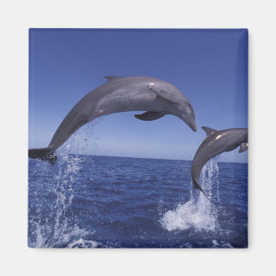 Karibik, Bottlenose Magnet