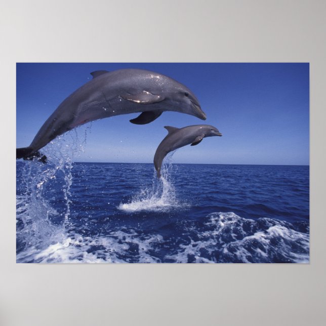 Karibik, Bottlenose Poster (Vorne)