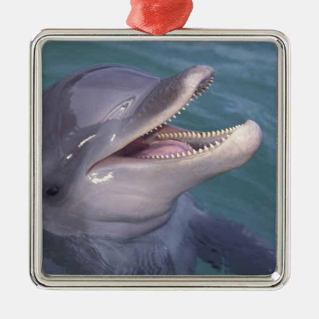 Karibik, Bottlenose Silbernes Ornament (Vorne)