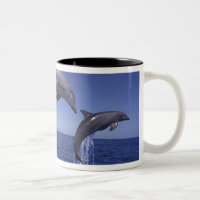 Karibik, Bottlenose