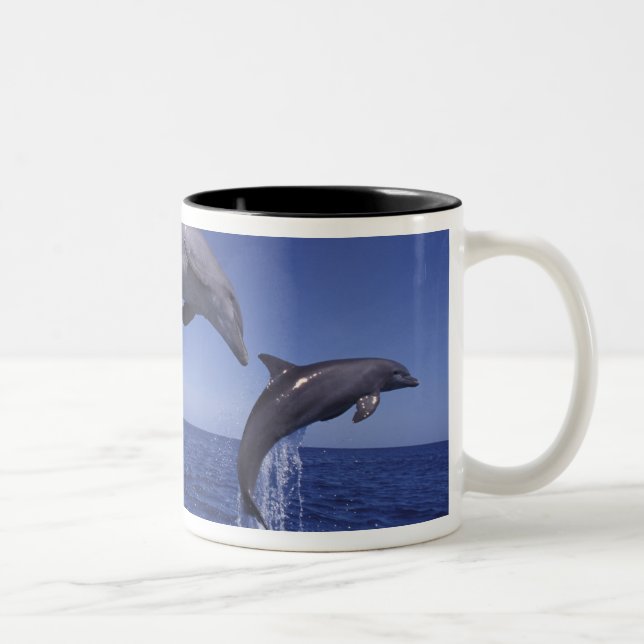 Karibik, Bottlenose Zweifarbige Tasse (Rechts)