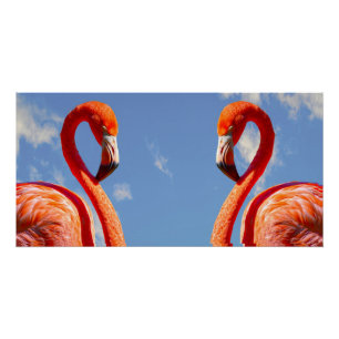 Karibik-Flamingo Poster