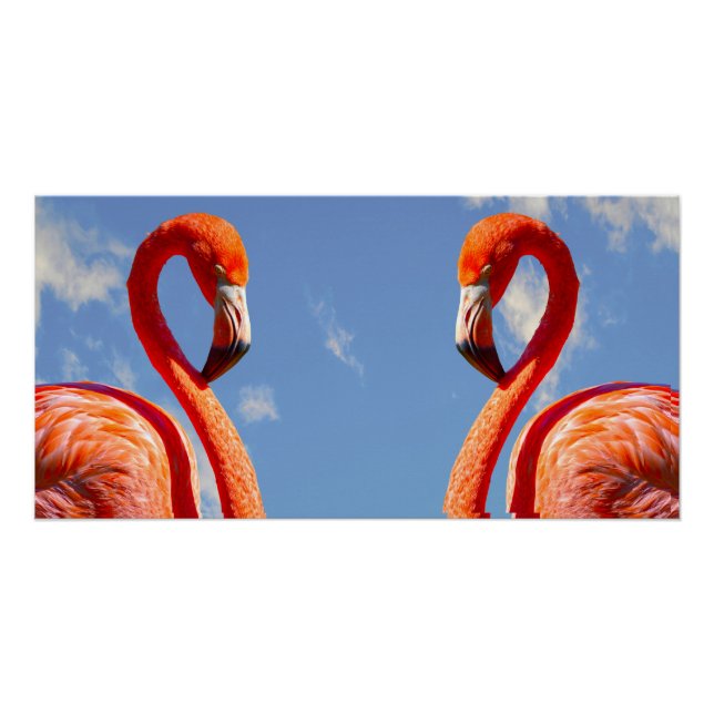 Karibik-Flamingo Poster (Vorderseite)